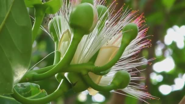 Fiore di Pesce albero veleno — Video Stock