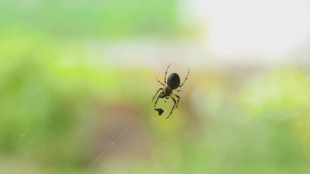 Aranha na teia, come presas — Vídeo de Stock