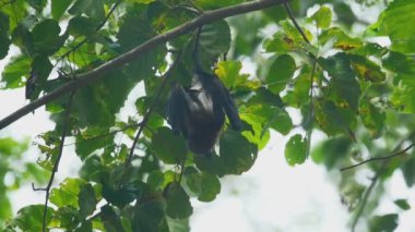 Uçan tilki bir ağaç dalına asılı
