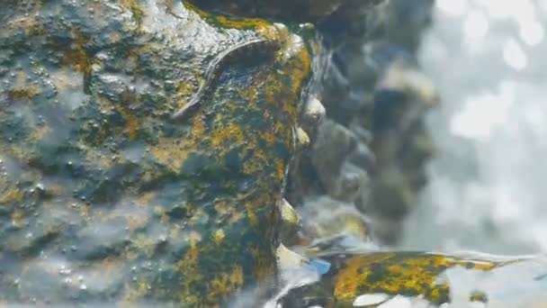 Rockskipper vis op de rots op het strand — Stockvideo