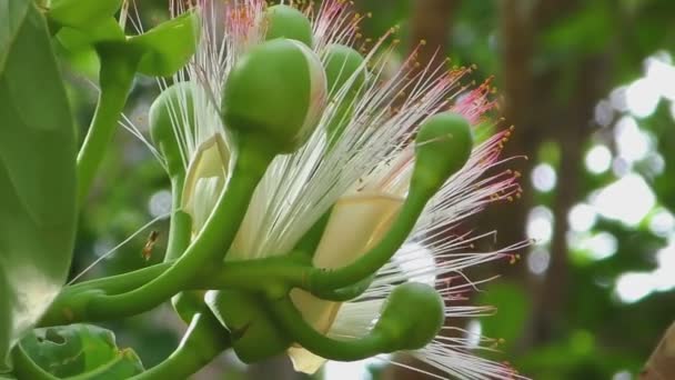 Fiore di Pesce albero veleno — Video Stock