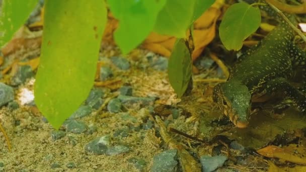 Macromaculatus del salvator de Varanus — Vídeos de Stock