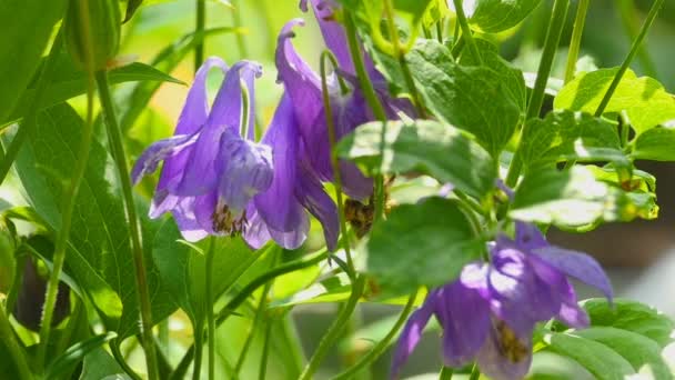 Humla på aquilegia blomma — Stockvideo