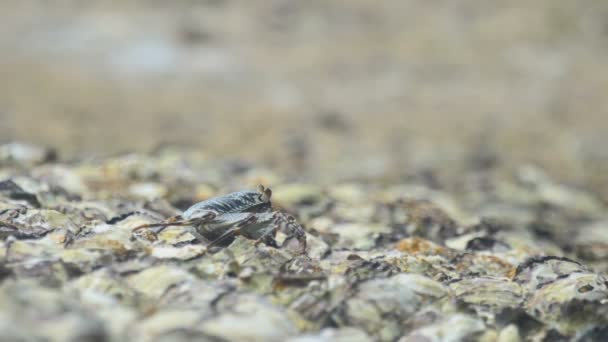 Crab on the rock at the beach — Stock Video