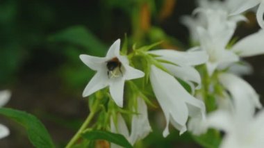 Bumblebee çan çiçeği çiçek