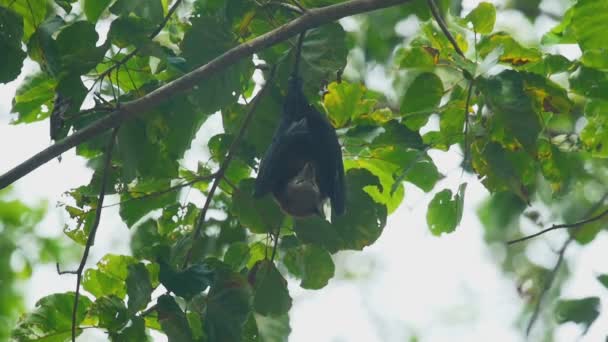 Renard volant accroché à une branche d'arbre — Video