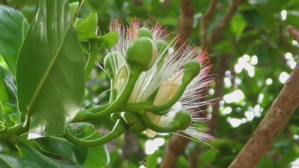 Flor de pez árbol venenoso — Vídeos de Stock