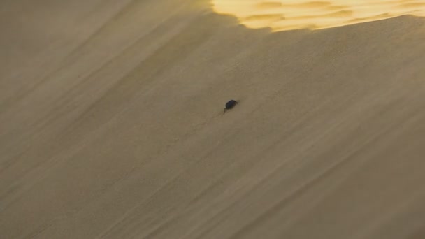 Scarab beetle in woestijn — Stockvideo