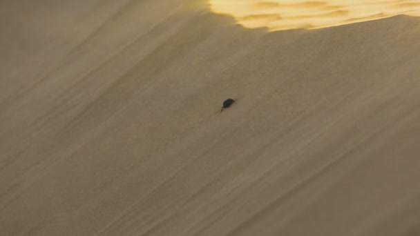 Scarabeo nel deserto — Video Stock