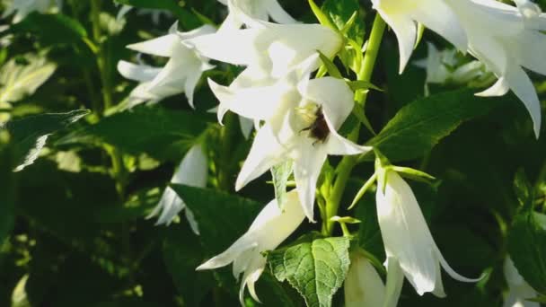 Bumblebee on Campanula flower — Stock Video