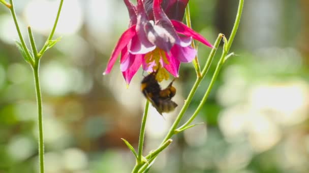 Bumblebee on aquilegia flower — Stock Video