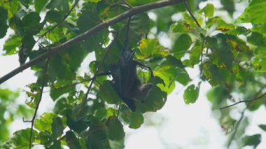 Uçan tilki bir ağaç dalına asılı