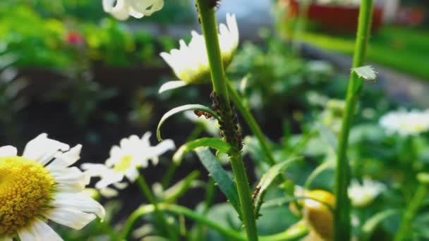Ant waakt over een groep van bladluizen — Stockvideo