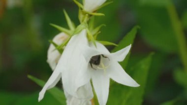 Bumblebee çan çiçeği çiçek