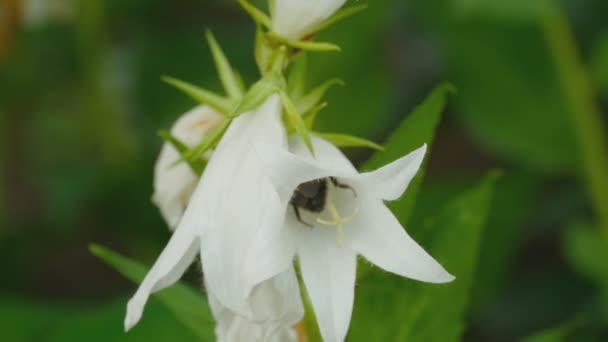 Μέλισσα σε Campanula λουλούδι — Αρχείο Βίντεο