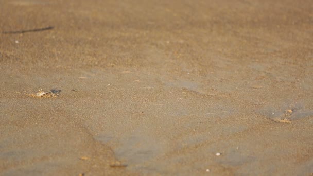 Песчаные крабы на пляже — стоковое видео