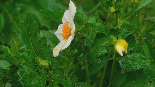 Flor blanca de Dahlia bajo la lluvia — Vídeo de stock