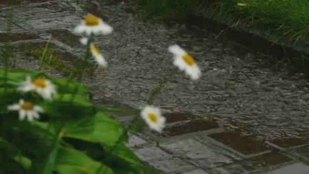 Літній дощ у селі — стокове відео