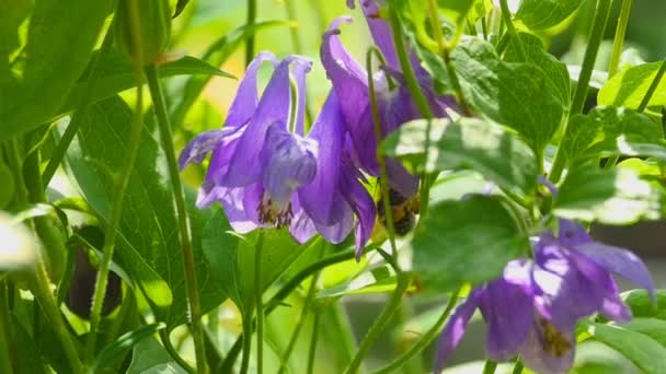 Abejorro en flor de aquilegia — Vídeos de Stock