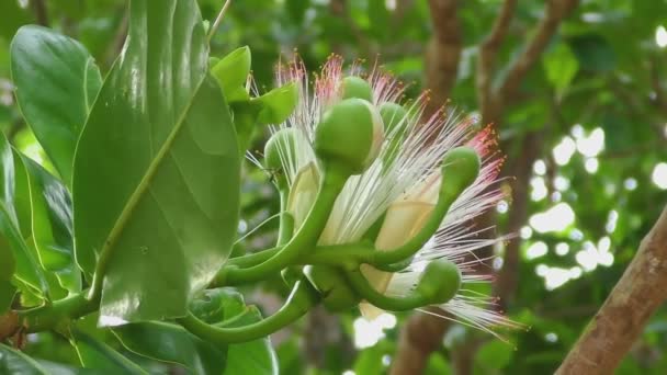 Fiore di Pesce albero veleno — Video Stock