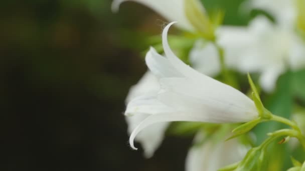 Bumblebee on Campanula flower — Stock Video