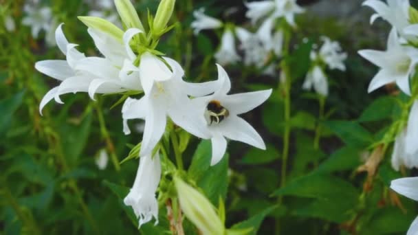 Bumblebee on Campanula flower — Stock Video