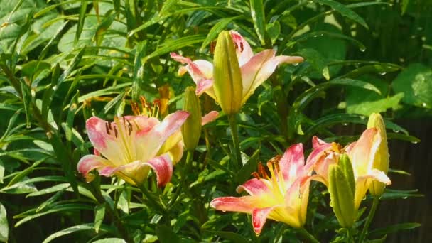 Yellow-pink Lily flower after rain — Stock Video