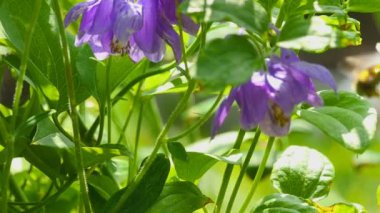 Bumblebee aquilegia çiçek