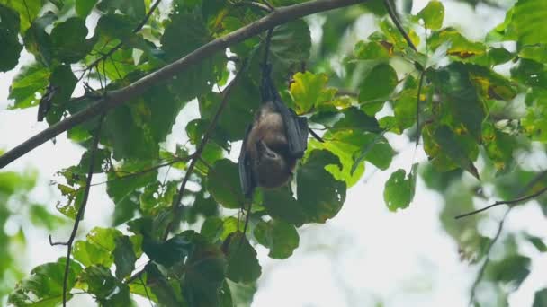 Flying fox hänger på en trädgren — Stockvideo