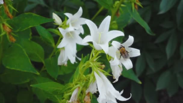 Μέλισσα σε Campanula λουλούδι — Αρχείο Βίντεο