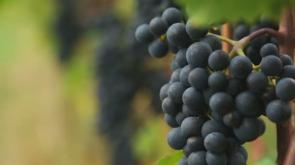 Czerwonych winogron kiście — Wideo stockowe