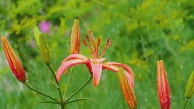 Yağmur sonra kırmızı Lily çiçek