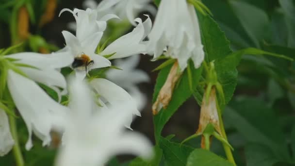 Bumblebee sul fiore di Campanula — Video Stock