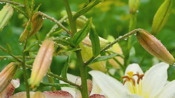 オレンジのユリのつぼみと白いユリの花の雨の後 — ストック動画