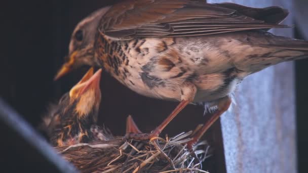 Fieldfare femenino en el nido — Vídeo de stock
