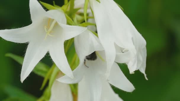 Μέλισσα σε Campanula λουλούδι — Αρχείο Βίντεο