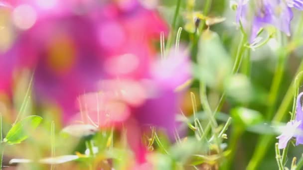 Bumblebee on aquilegia flower — Stock Video