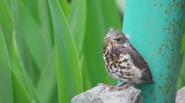 Yavru ardıç kuşu Fieldfare bir taş üzerine oturan
