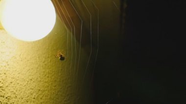 Çevre fener web örümcek örgüleri