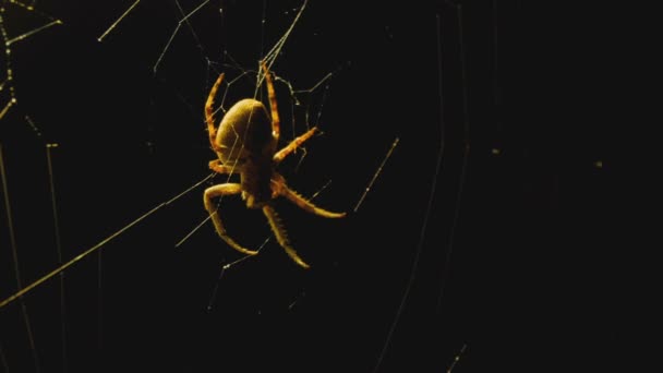 La araña teje una red de cerca de la linterna — Vídeo de stock