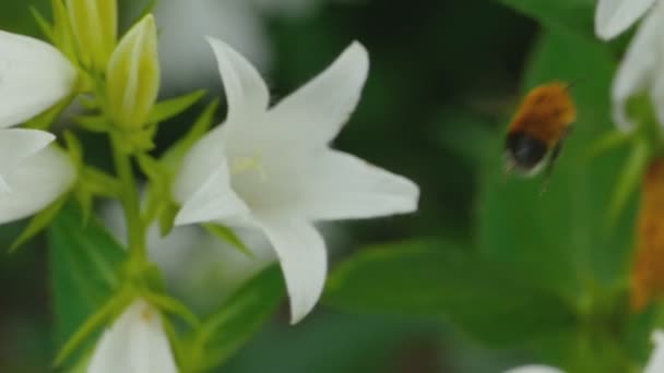 Bumblebee on Campanula flower — Stock Video