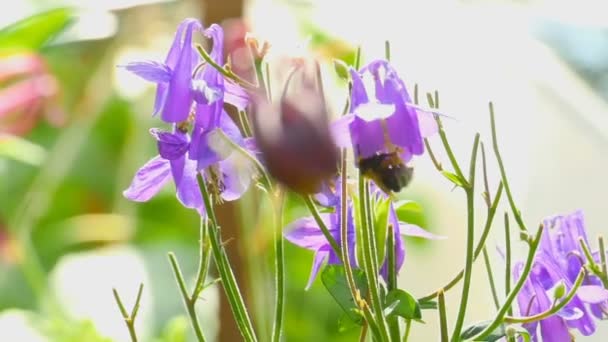 Hommel op bloem aquilegia — Stockvideo