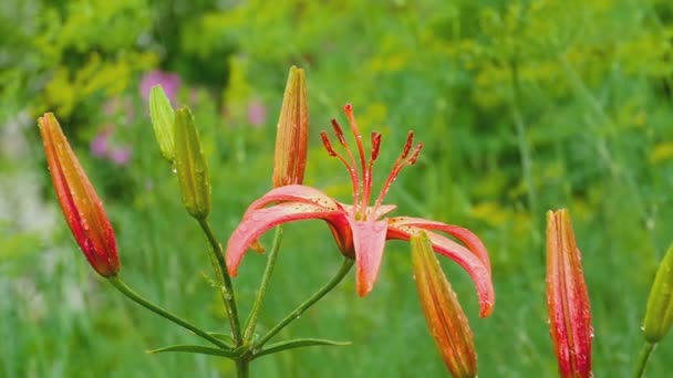 Red Lily flower under rain — Stock Video