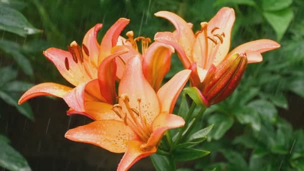 Flor de lirio naranja bajo lluvia — Vídeos de Stock