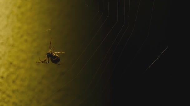 Павук плете павутину біля ліхтаря — стокове відео