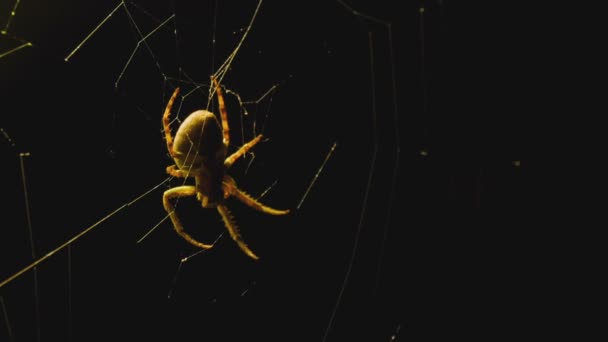La araña teje una red de cerca de la linterna — Vídeos de Stock