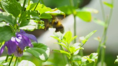Bumblebee aquilegia çiçek