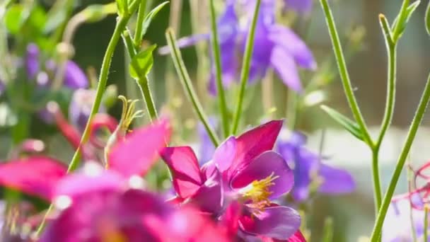 Trzmiel na Orlik kwiat — Wideo stockowe