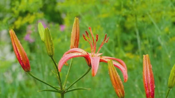 Red Lily flower under rain — Stock Video