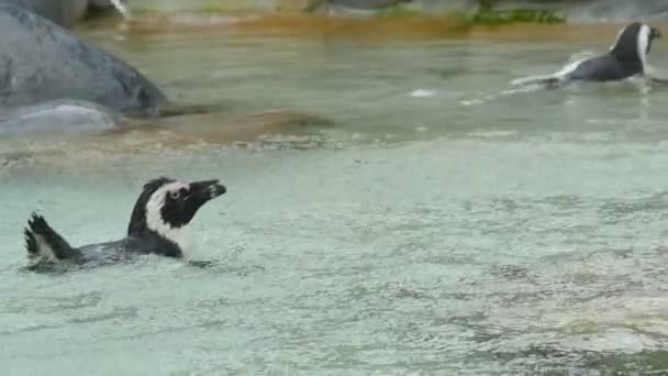 Pinguin schwimmt im Regen — Stockvideo